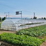 ビニールハウス　井戸